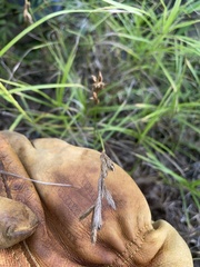 Carex muskingumensis