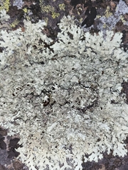 Xanthoparmelia conspersa
