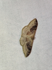 Idaea degeneraria