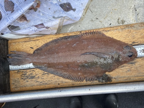 Rex-tong (Glyptocephalus zachirus) — Pleuronectidae — 5