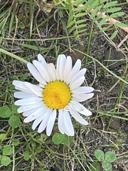 Tripleurospermum inodorum