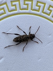 Xylotrechus nauticus