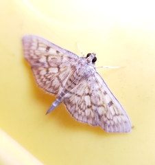 Herpetogramma pertextalis