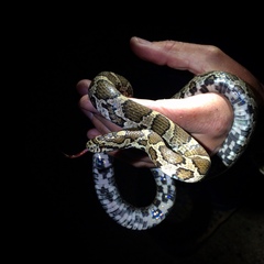 Lampropeltis triangulum
