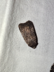 Caradrina flavirena