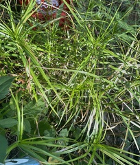 Carex muskingumensis