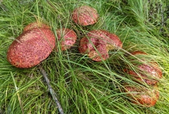 Suillus spectabilis