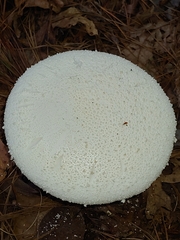 Amanita abrupta