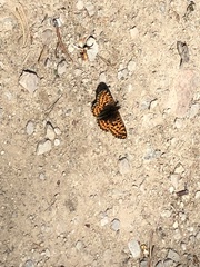 Boloria freija