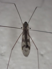 Dicranomyia