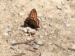Boloria freija