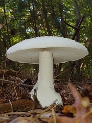 Amanita abrupta