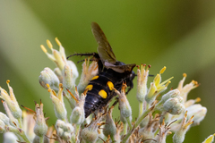 Pygodasis quadrimaculata