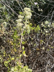 Clematis ligusticifolia