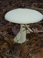 Amanita abrupta