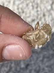 Diceroprocta viridifascia