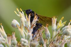 Pygodasis quadrimaculata