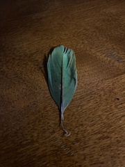 Amazona viridigenalis