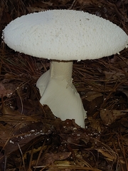 Amanita abrupta
