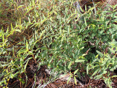 Chamaecrista fasciculata