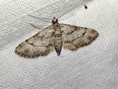 Gymnoscelis rufifasciata