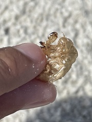 Diceroprocta viridifascia