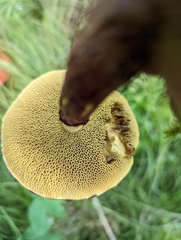Suillus spectabilis