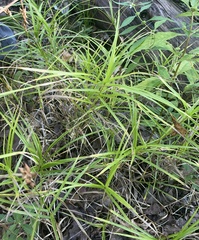 Carex muskingumensis