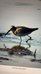Calidris himantopus