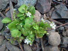 Claytonia sibirica
