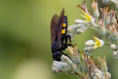 Pygodasis quadrimaculata