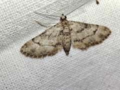 Gymnoscelis rufifasciata