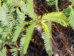 Chamaecrista fasciculata