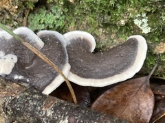 Phellodon niger