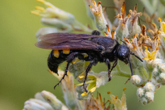 Pygodasis quadrimaculata