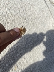 Diceroprocta viridifascia