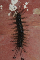 Hylesia continua