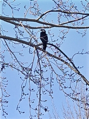 Microcarbo melanoleucos brevirostris