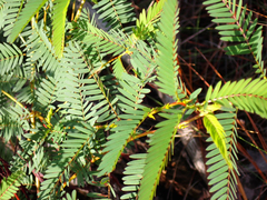 Chamaecrista fasciculata