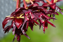 Asclepias melantha