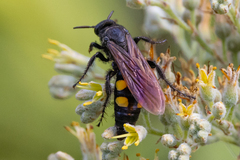 Pygodasis quadrimaculata