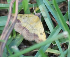 Hemeroplanis scopulepes