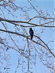 Microcarbo melanoleucos brevirostris