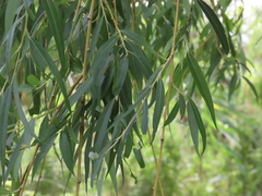 Salix babylonica