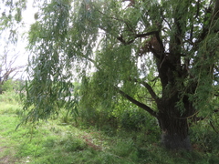 Salix babylonica