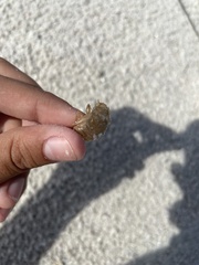 Diceroprocta viridifascia