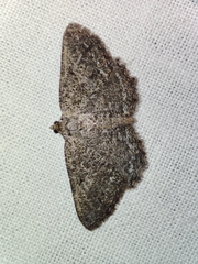 Rhoptria asperaria