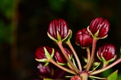 Asclepias melantha