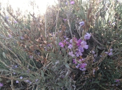 Limoniastrum monopetalum