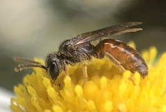 Lasioglossum zephyrus